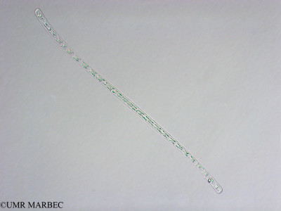 phyto/Brazilian_Nordeste/FernandodeNoronha_station1/ABRACOS1 October 2015/Nitzschia lorenziana (Snap-1257- N. cf sigma)(copy)_thumb.jpg